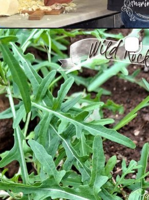 Wild rocket growing in the garden of La Marinara