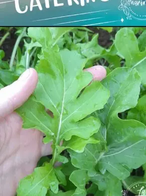 Chef Paolo's hand picking fresh wild rocket in La Marinara's kitchen garden in Grand Baie (Mauritius)